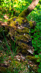 Tree with moss in forest