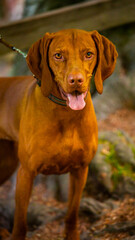 Smiling brown dog boy portrait