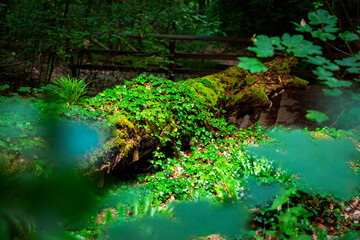Tree with moss and flowers in forest