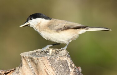 Obraz premium cincia