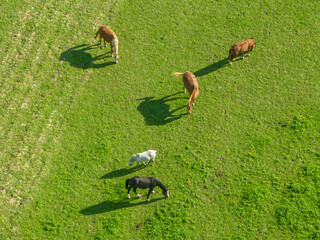 Aerial view of horses on a green meadow in a countryside area.