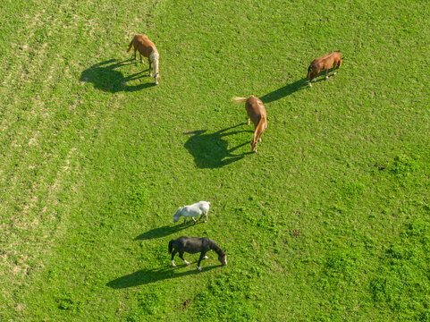 Aerial view of horses on a green meadow in a countryside area.