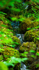Fototapeta na wymiar Smooth Creek with wild nature in forest