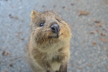 Obraz premium wildlife of australia