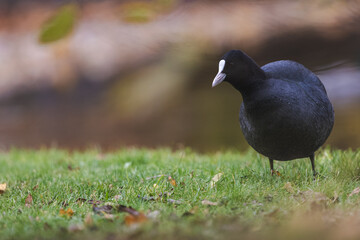 Feathered Elegance: Stunning Coot Photography