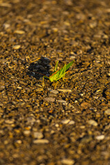 Macro grasshopper on road