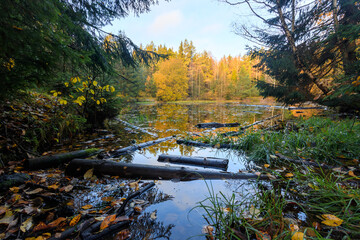 Swamp overgrown with grass and fallen trees among the forest in autumn
