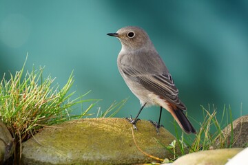 Common Redstart (Phoenicurus phoenicurus), female is standing on a stone near the grass. Czechia. 