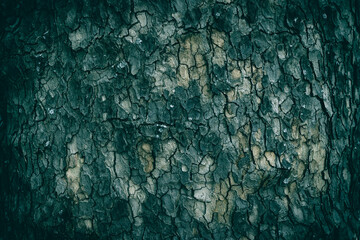 A close up of a Planetree tree bark pattern texture
