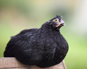 Isolated portrait on blurred background of young black chick
