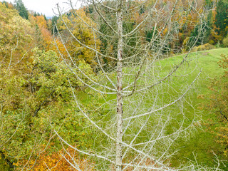 Aerial view of forest in autumn season with colorful leaves in foliage.
