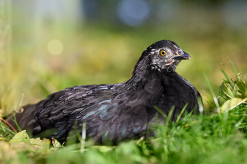 Young black chick lays in grass of garden