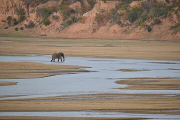 Lone elephant on the beach during low tide