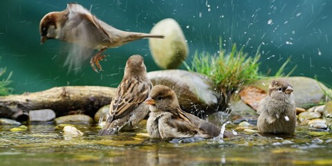 Four house sparrows take a bath. They spray water. Czechia.