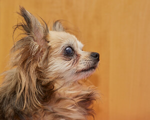 Side portrait of brown long haired chihuahua