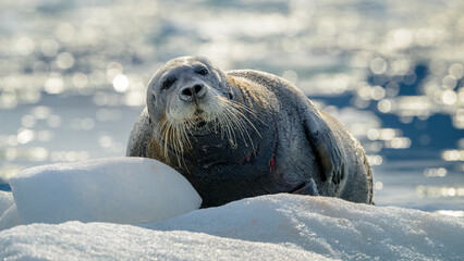 Naklejka premium Bearded seal (Erignathus barbatus), Svalbard, Norway