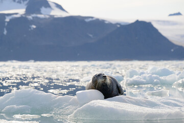 Fototapeta premium Bearded seal (Erignathus barbatus), Svalbard, Norway
