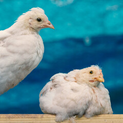 Two newborn white chicks on blue background