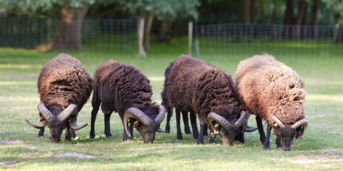 Four ouessant sheep grazing on meadow