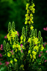 Green and pink flowers in Schwarzwald with blur lights