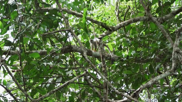Cute little squirrel monkey jumping through the canopy of the tropical rainforest in the Cuyabeno wildlife reserve in the Amazon region of Ecuador.