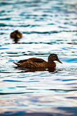 funny swimming Duck