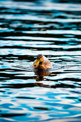 swimming funny Duck