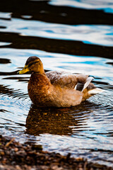 funny swimming Duck
