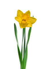 Full size yellow spring daffodil flower isolated cutout on transparent