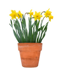 Group of spring yellow daffodils in terracotta pot isolated cutout on transparent