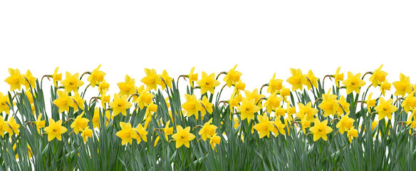 Yellow spring daffodils field background banner isolated cutout on transparent - obrazy, fototapety, plakaty