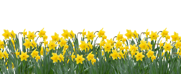 Yellow spring daffodils field background banner isolated cutout on transparent