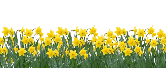 Poster Yellow spring daffodils field background banner isolated cutout on transparent © Julia