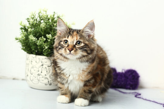 red Kuril bobtail kitten closeup photo with wool ball on white wall background