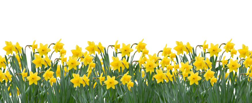 Yellow spring daffodils field background banner isolated cutout on transparent
