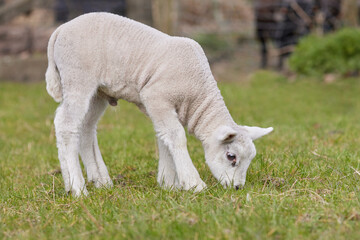 Obraz premium Cute white lamb in the meadow