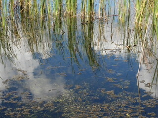 Beautiful Lake Tarpon, nature preserve.