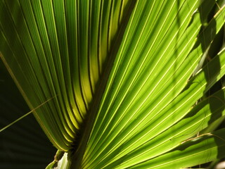 A closeup of a palm tree branch shows the beauty of a natural green leaf by a nature photographer.