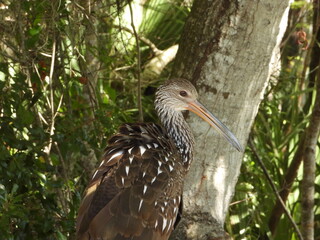 A beautiful wild Limpkin bird at Sr. John Chestnut Park, by photographer Anita Denunzio.