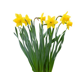 Group of spring yellow daffodils isolated cutout on transparent