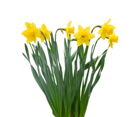 Group of spring yellow daffodils isolated cutout on transparent