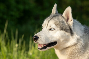Beautiful Siberian Husky dog with blue eyes in the forest. Close-up of the muzzle of a dog with blue eyes of the Siberian Husky breed. Portrait of a siberian husky looking at the camera.