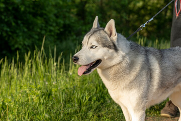 Beautiful Siberian Husky dog with blue eyes in the forest. Close-up of the muzzle of a dog with blue eyes of the Siberian Husky breed. Portrait of a siberian husky looking at the camera.