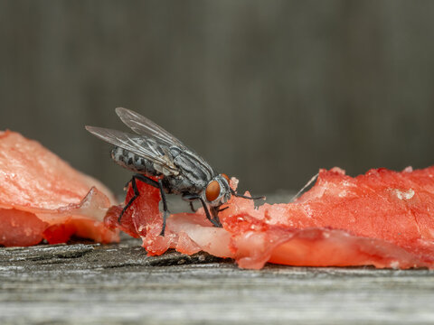 P7310116 flesh fly, Sarcophaga species, feeding on salmon flesh, cECP 2023