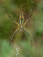 P806001 banded garden spider, Argiope trifasciata, feeding on insect cECP 2023
