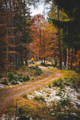 Fototapeta premium Herbstlicher Weg im Wald