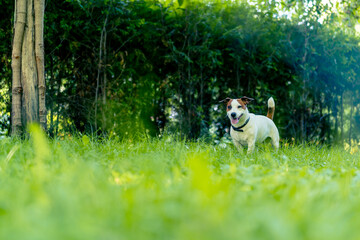portrait of an active playful jack russell terrier dog on a walk in the park the concept of love...