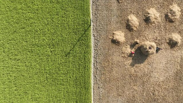Aerial view harvesting rice from field. 4k
