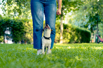 a small active dog of the jack russell terrier breed is doing exercises with a dog trainer in the park the owner is doing a stand-up exercise