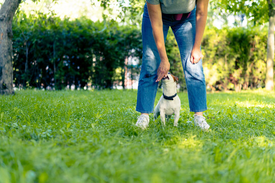 a small active dog of the jack russell terrier breed works with a dog trainer in an animal training park